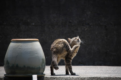 Cat Sakushima