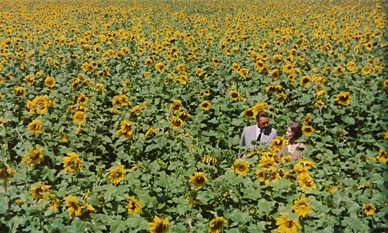 映画『ひまわり』(1970)——戦争が引き裂いた愛と、マンシーニの旋律