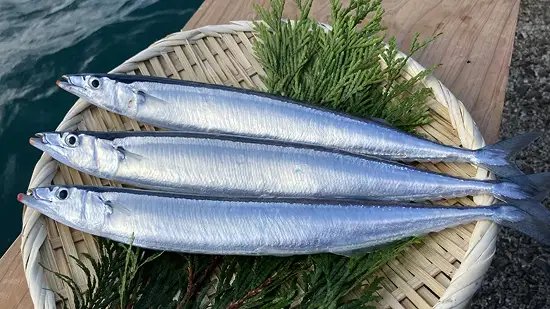サンマの生態と不漁の実態:漁獲量はなぜここまで減ったのか